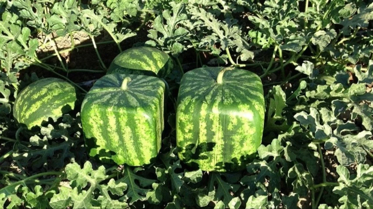 sandía, sandía cuadrada, frutas,